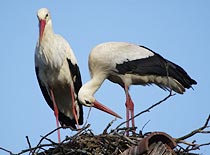 White Storks nesting in Cigoc, Croatia