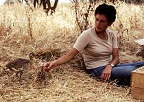 Raising bustard chicks for field studies, Portugal