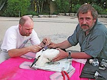 Fitting satellite transmitter on juvenile White Stork