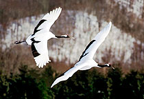 Red-Crowned Crane, Japan