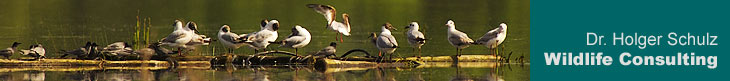 Gulls and waders, Croatia