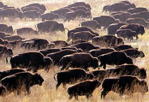 Bison herd, Custer State Park, USA