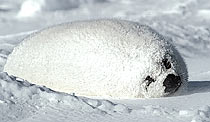 Baby Saddleback Seal, St Lawrence Gulf, Canada