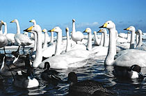 Whooper Swans, Hokkaido, Japan