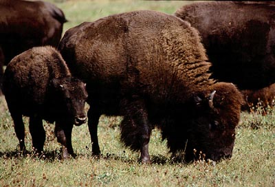 bison_20