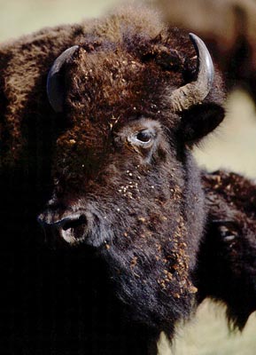 bison_22