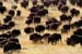 bison_15