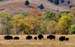 bison_17