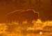 bison_24