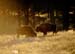 bison_26