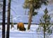 bison_4